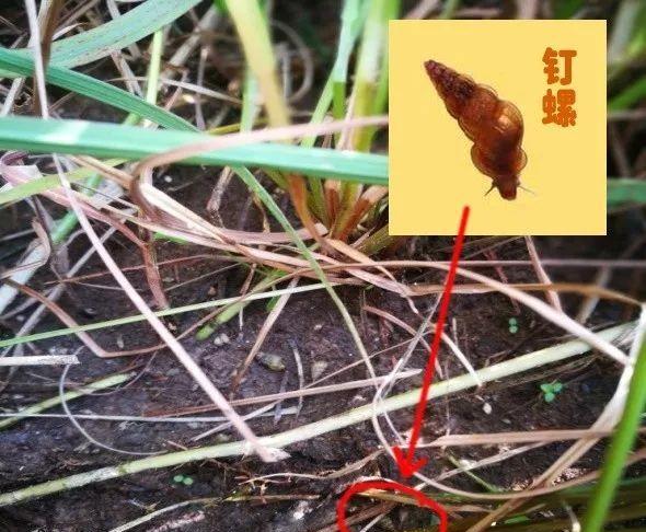 我市启动赣江流域钉螺处置工作