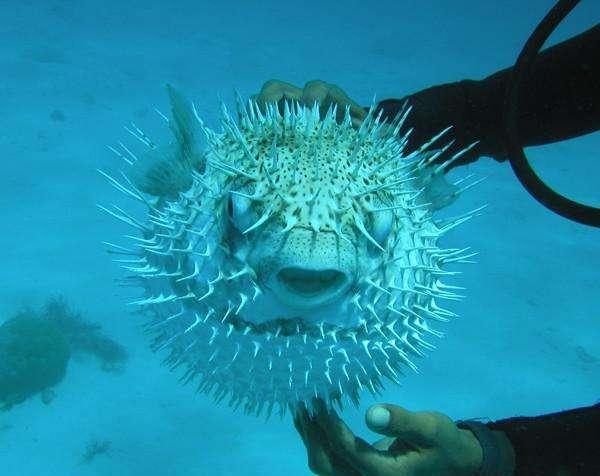 河豚|鲀|毒素_新浪新闻