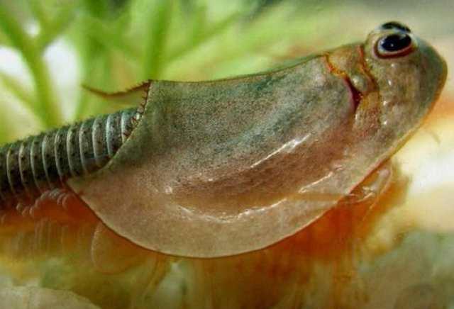 农村男子在小溪里摸鱼时抓到小动物 但没有人认识它们