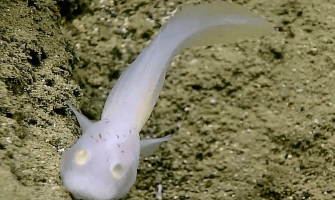 海沟出现"幽灵怪鱼", 科学家称其为新物种