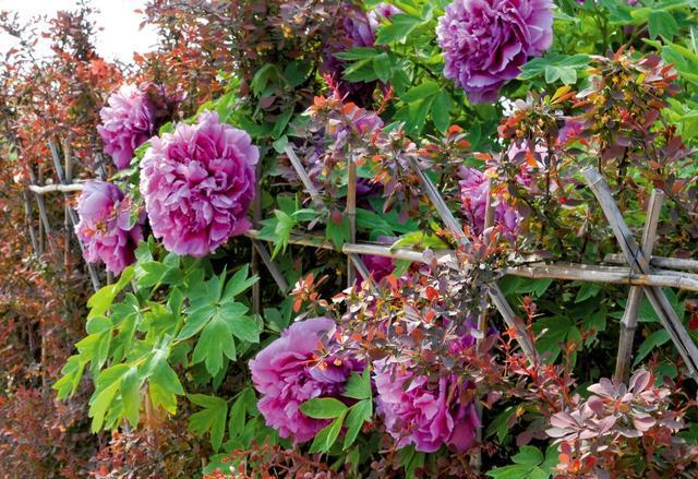 牡丹摄影百媚千红傲春风