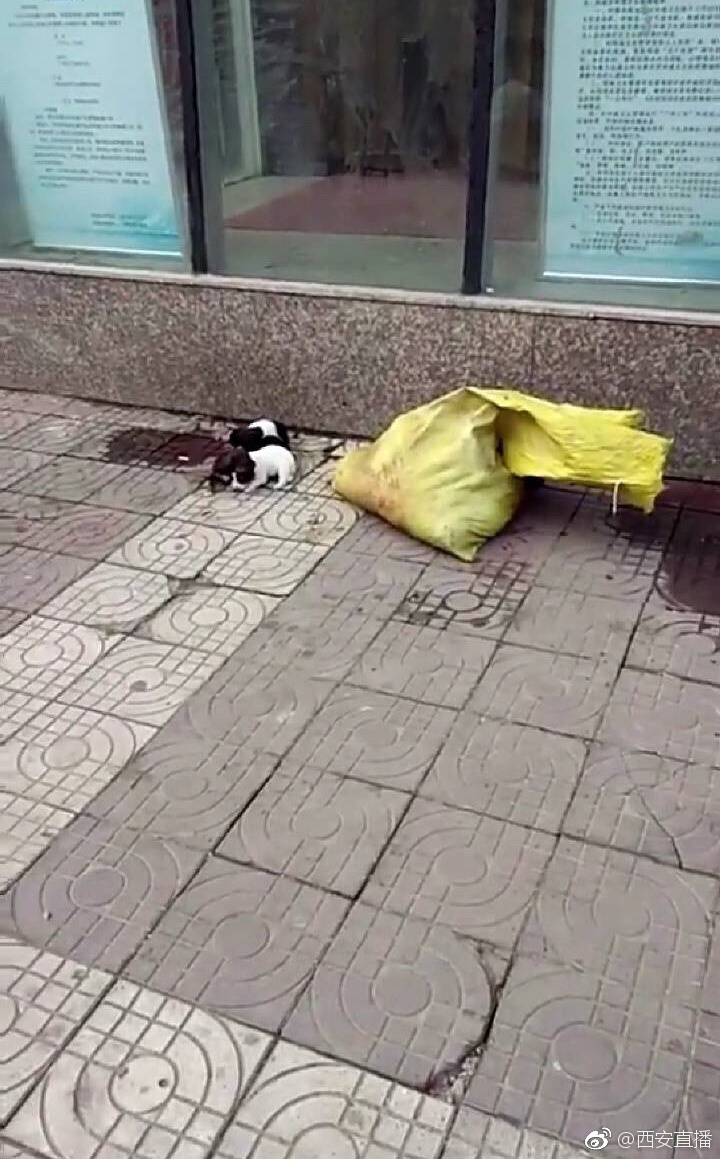 网传西安街头流浪狗被打死