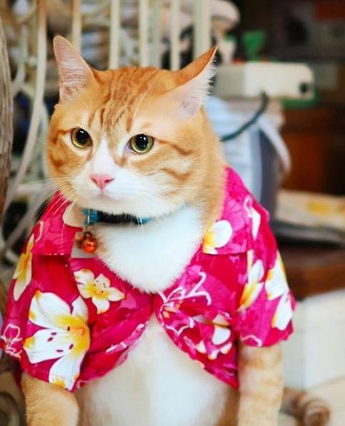 我是最美丽的大懒猫,趴在树上睡觉最有范儿!