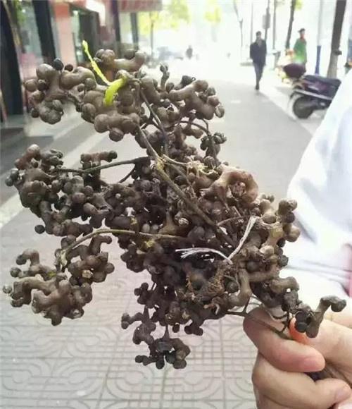 六安农村常见的这种野果,以前2元一堆,现在竟卖上万元!