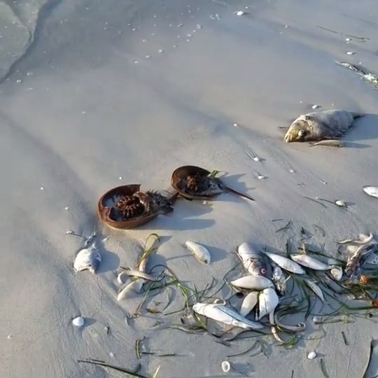 佛罗里达州海边出现巨型死鱼,一铲车只能装一条