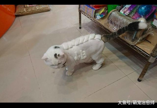 于是主人就将想法告诉了理发师,经过几个小时的修剪后,猫咪的全新发型