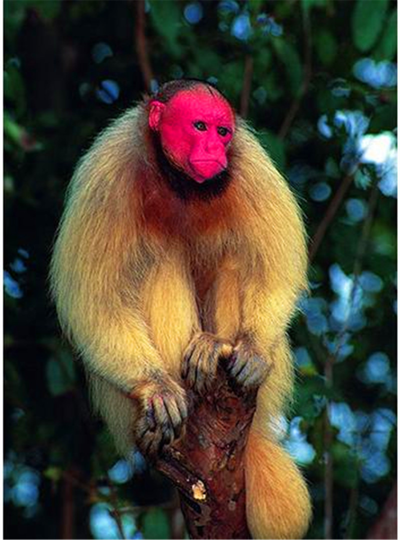 这只猴子长得也很个性,身上的毛很长很密,但唯独头上没有毛,这就是