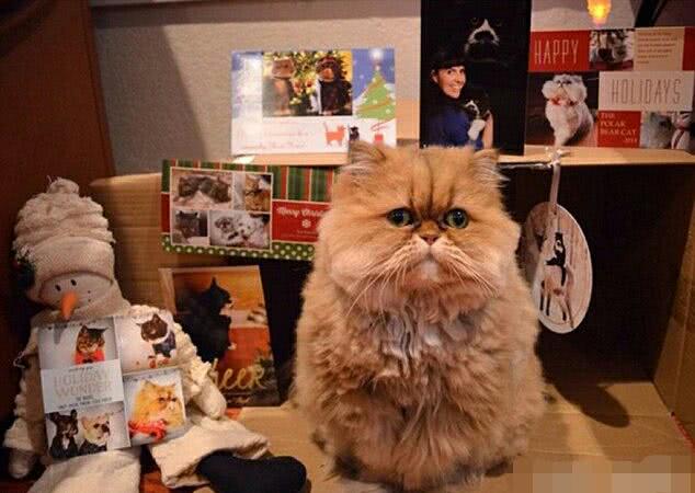 喵星人郁闷表情炸红网络,主人无意之举引来百万粉丝围观