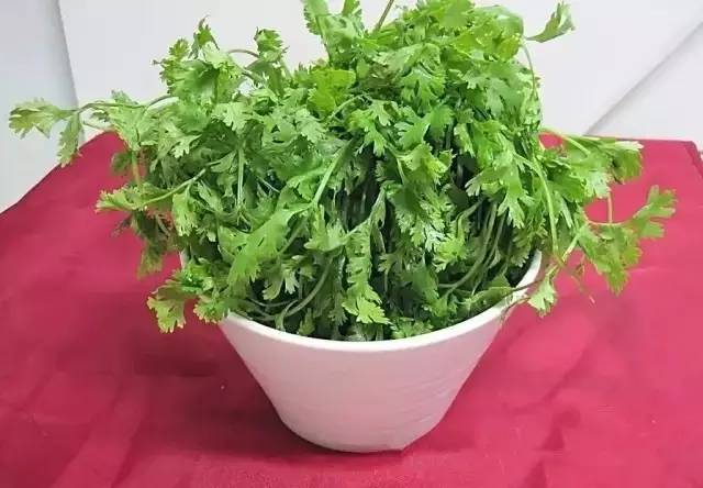 香菜中所含的胡萝卜素要比西红柿,菜豆,黄瓜等高出10倍多.