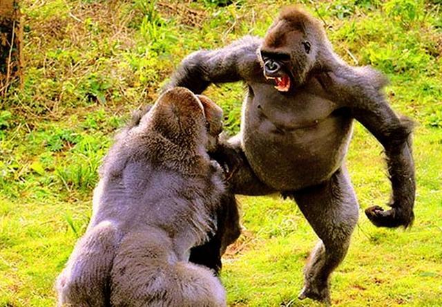 两只猩猩为食物大打出手,场面比人类摔跤还精彩