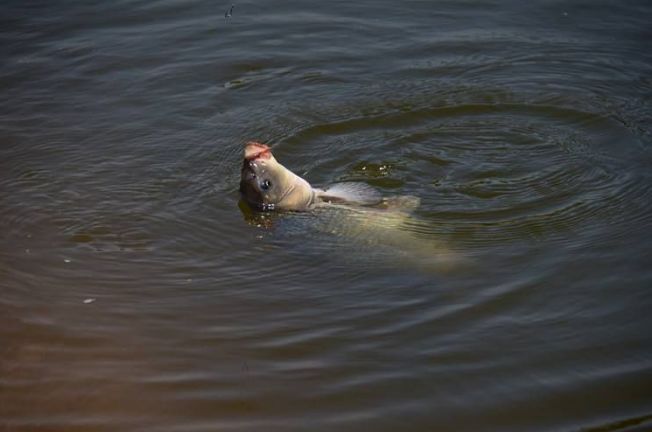 钓离底可有大学问!十有八九的人不知道,学完渔获翻倍都不是事