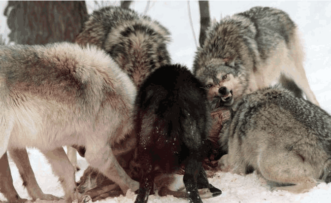 牦牛被狼群围攻落单牦牛没能跑出包围圈身后同伴来了个神助攻