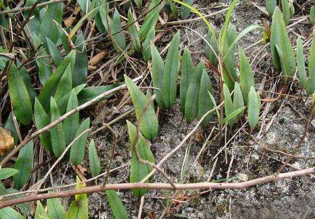 它就是石韦,别名有:石樜,石皮,石苇,金星草,石兰,生扯拢等.