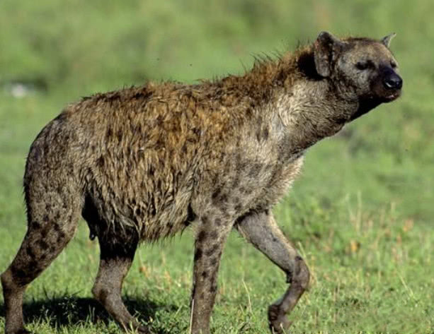 小鬣狗叼着小狼到处走一点也没有要吃的架势知道真相的我想流泪