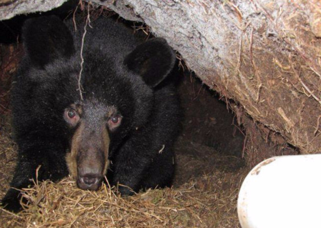 男子野外发现一个大洞 爬进去一看吓的双腿发软