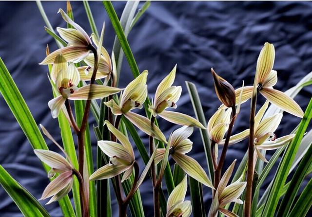 常见的春兰品种,有什么特点,怎么养?