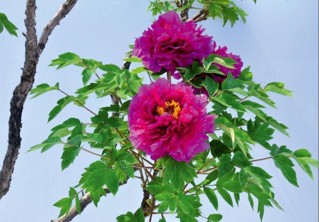 牡丹摄影百媚千红傲春风