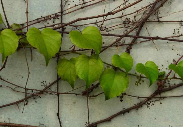 农村攀附在石头上的野草,名贵中草药,您认识吗