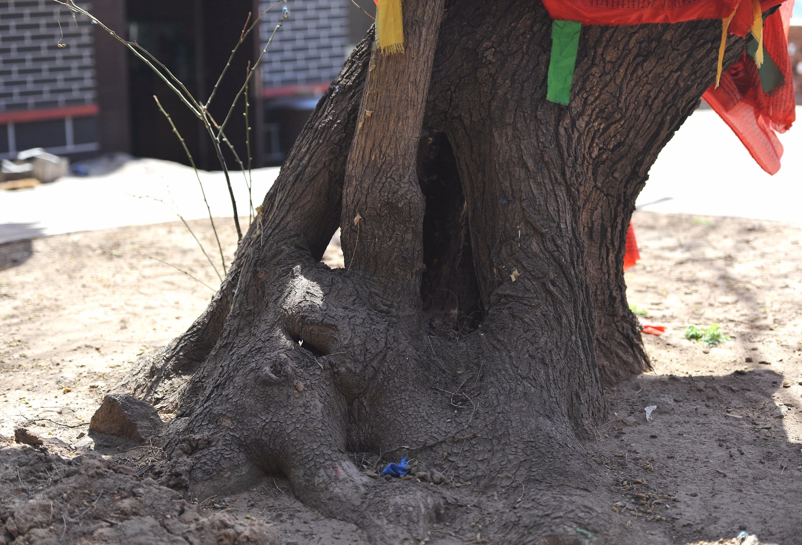 "无心"槐树千年不倒:"死"了又"活"成传奇