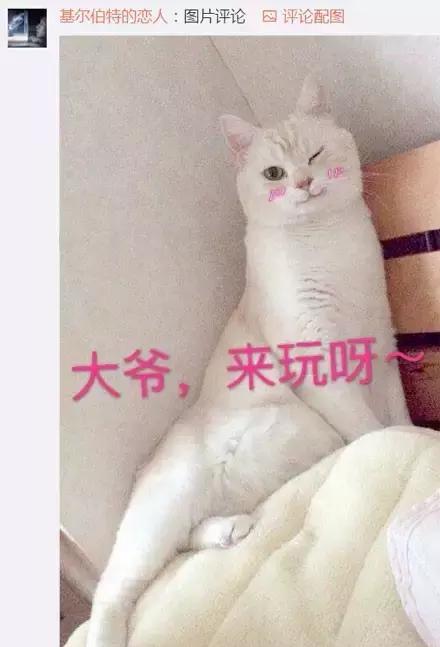 搞笑萌宠-一只被广大网友玩坏的猫,大爷,过来玩啊