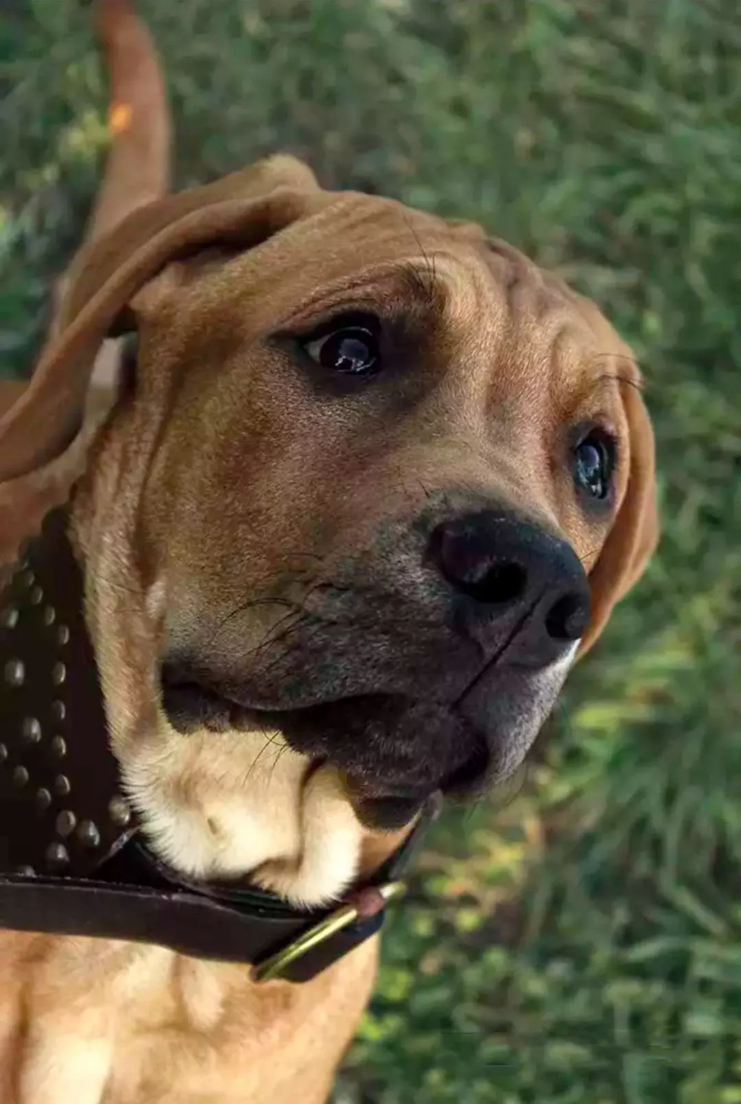 日本最强斗犬土佐它根本不想战斗