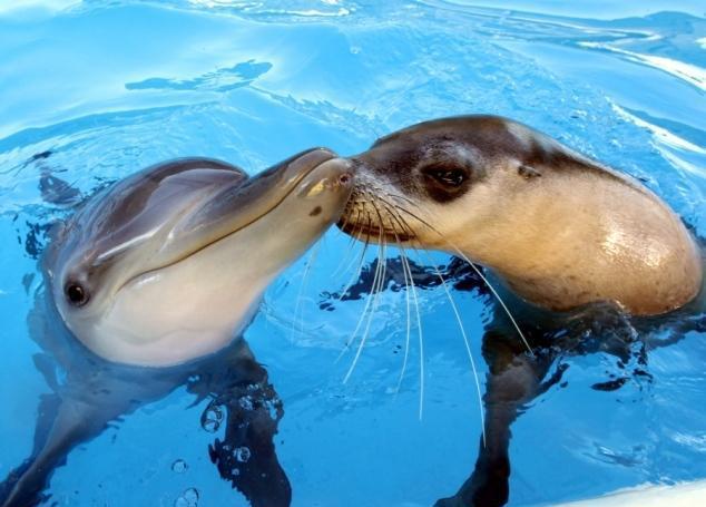 动物世界那些伟大的跨越种族"交情"