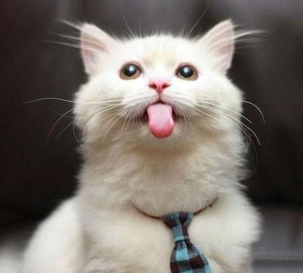 猫咪吐舌头才是最萌最可爱,瞬间被征服成为猫奴