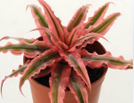 多肉植物姬凤梨怎么养|姬凤梨|叶片|根茎|革质|莲座_新浪新闻