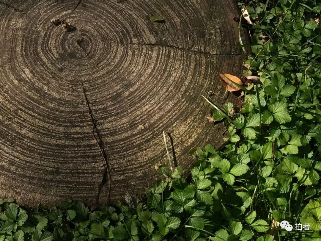 年轮 10月16日,怀柔宽沟,雨后,大树的年轮在绿色植物的映衬下愈加清晰