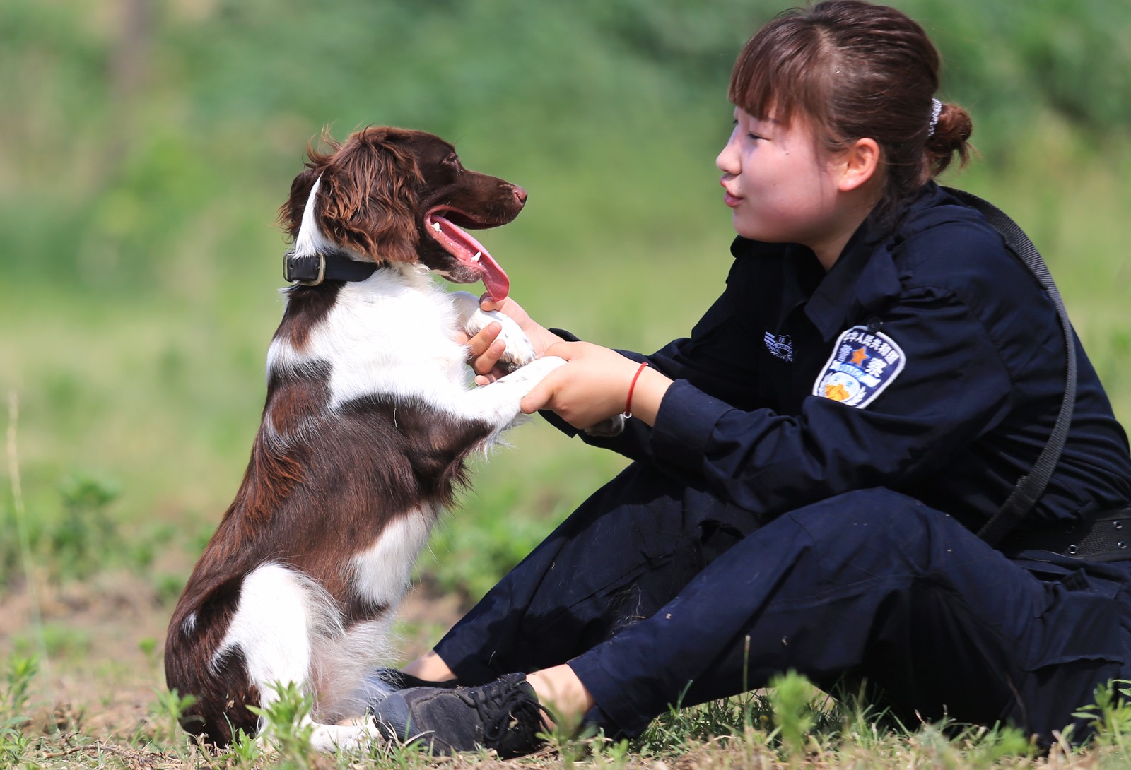 警犬"抹茶"和它的战友_新浪看点