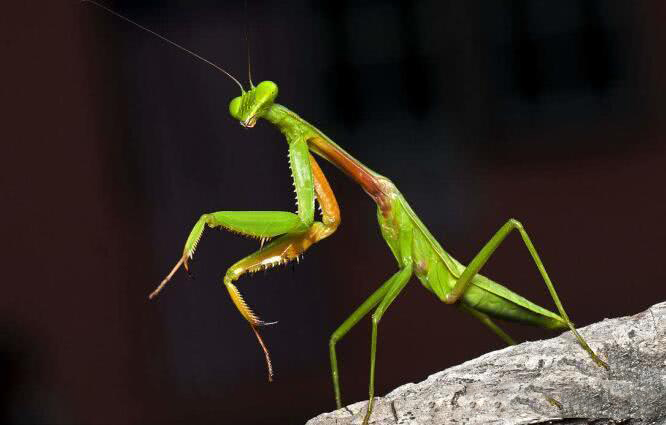做地表最强的昆虫论不要命这种奇葩还从没服过谁
