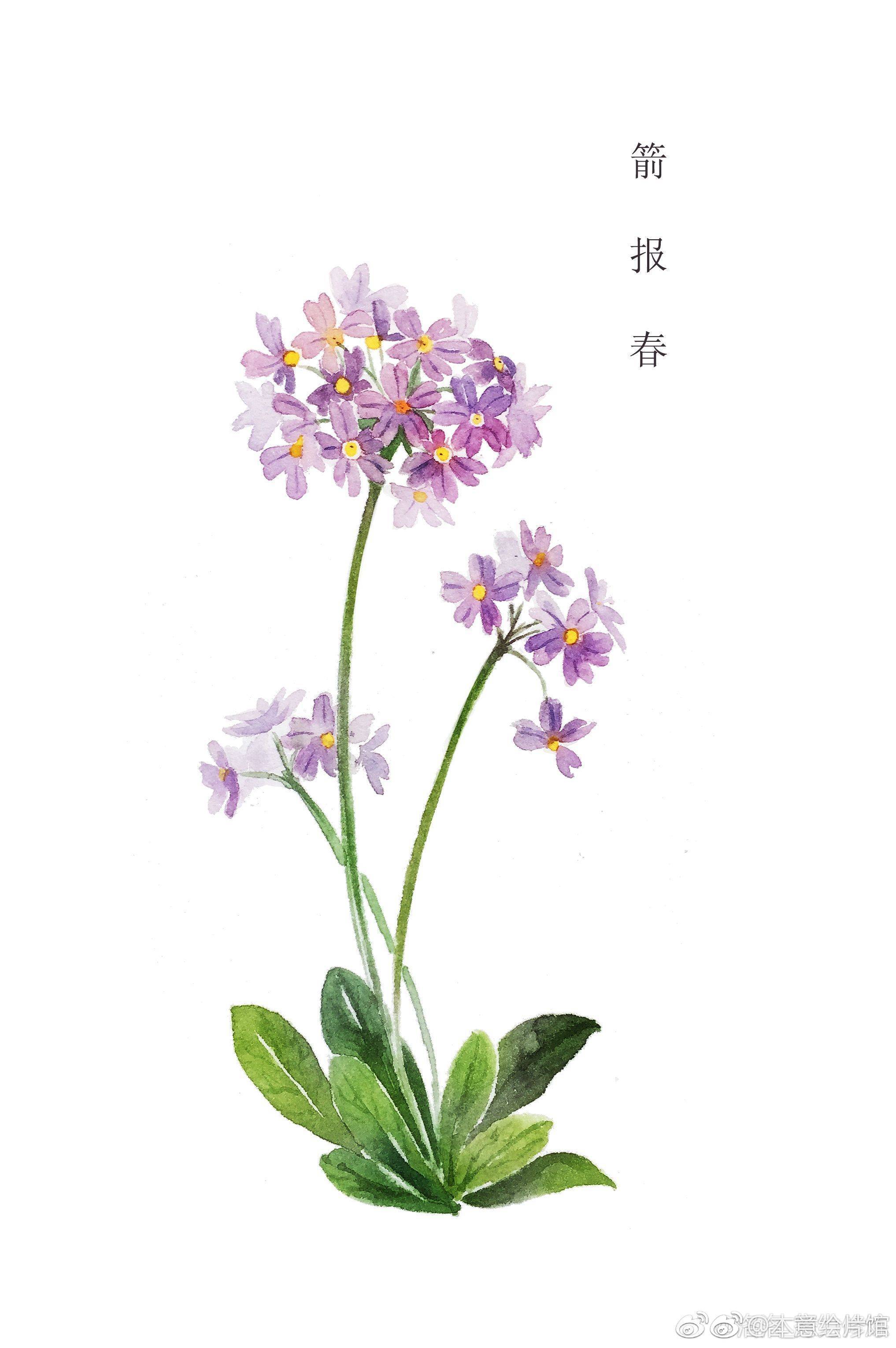 水彩花卉作品欣赏 | 绘画