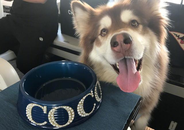 明星宠物狗大比拼,最佩服的还是这一只