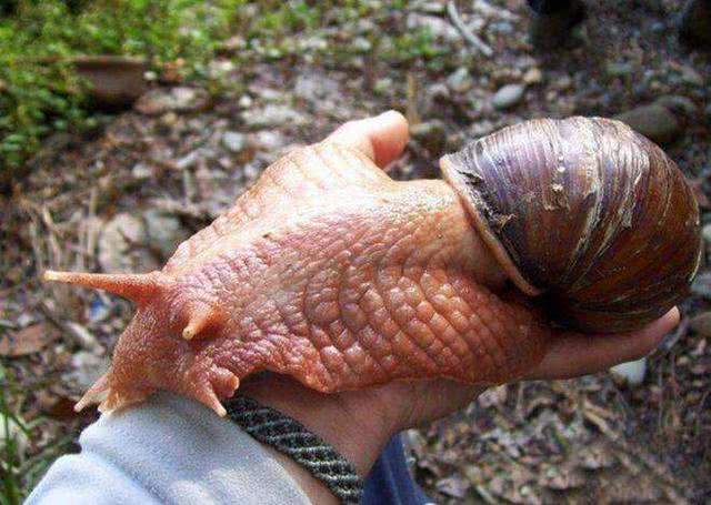 非洲蜗牛体长可达20厘米,他们正在侵入迈阿密戴德县,现在保护部宣称