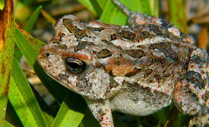 世界温带及热带地区都有分布.其蟾酥,干蟾,蟾蜍胆等为宝贵的医用药材.