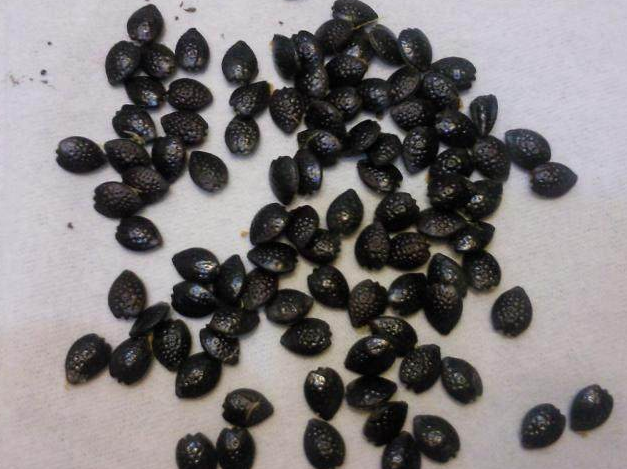 百香果吃了籽别丢了养起来30天盆栽大变样来年有惊喜