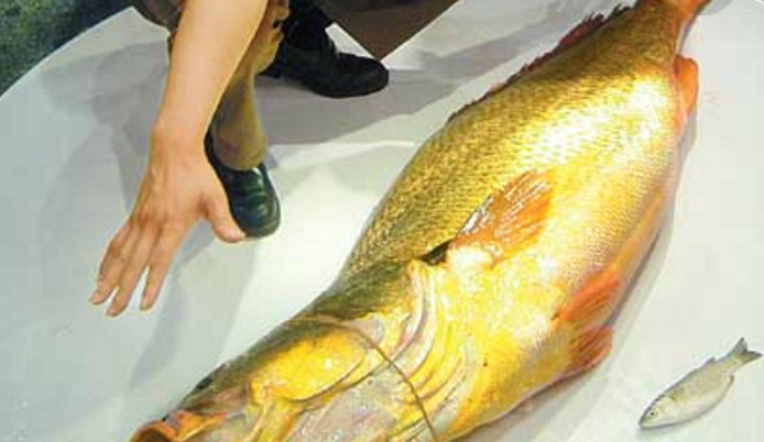 野生石蚌,市场售价每市斤在600-1000元.