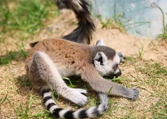 动物园|动物|小动物_新浪网