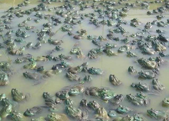 盘点世界各地泛滥成灾的动物,网友:你们只是缺少一个中国厨师!