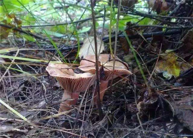 山里这种野生菌,颜色鲜艳看似有毒,却有特殊的抗癌功效