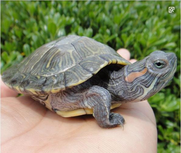 请问图片里的乌龟是怎么了？