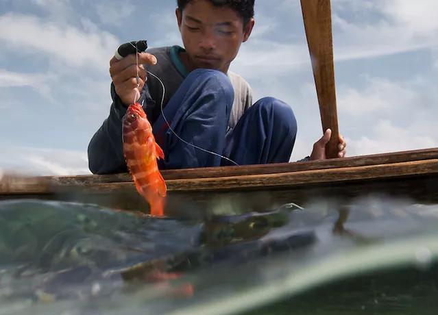 可他们依然还像原始人一样,拿着一把铁叉,在海里自由的游来游去的捕鱼