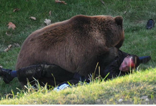 黑熊攻击人类后,被当地居民屠杀,这种做法到底是对是错?