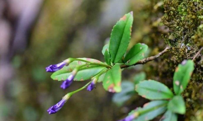长在农村山上的一种植物是一种中草药还能能治腰痛
