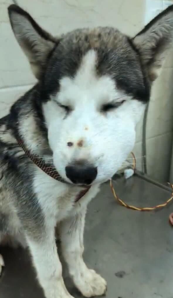 哈士奇鼻子被蛇咬,俩蛇印在鼻上,抬头一瞧:傻狗!