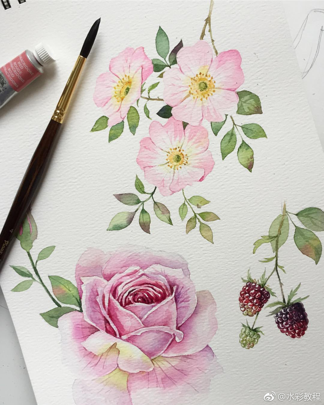 水彩花卉作品欣赏byinslunata