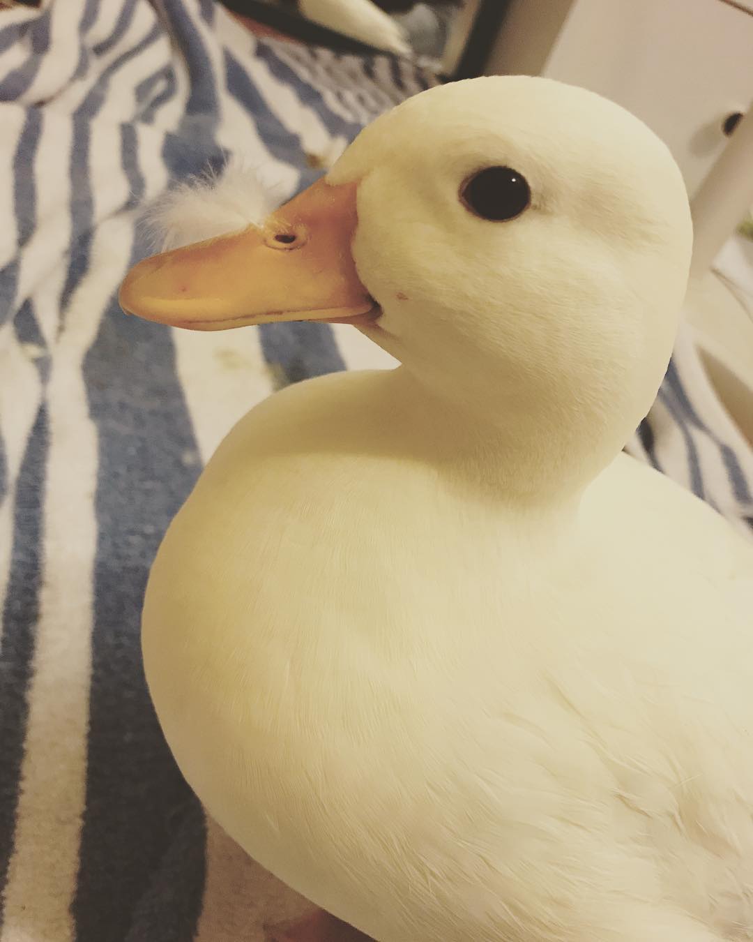 才发现鸭鸭也有这么多萌点不愧是宠物界冉冉升起的新星