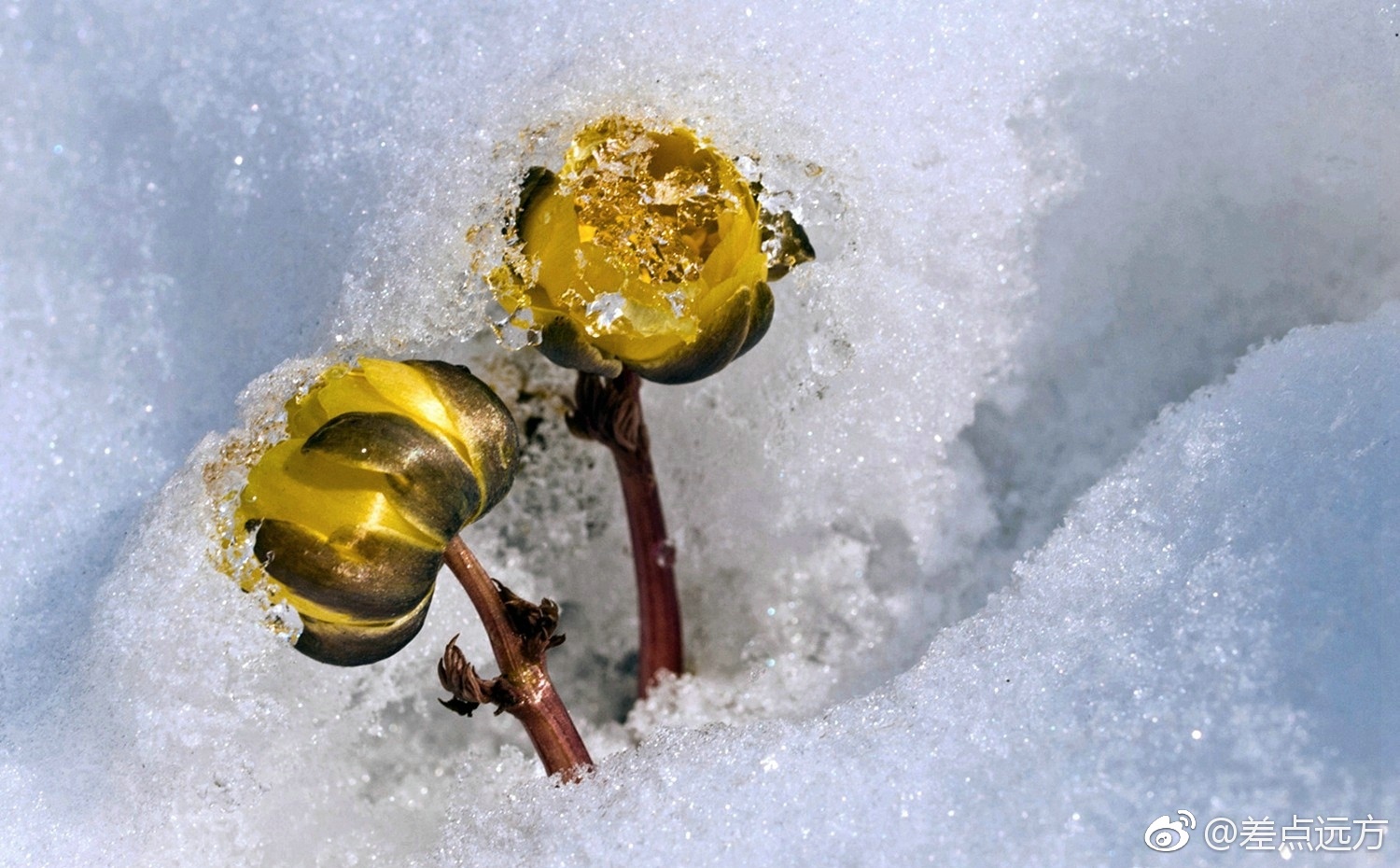 冰凌花冲破冻土冷雪,在凛冽的寒风中悄然开放_新浪看点