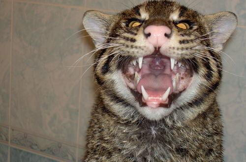 比豹子还要凶猛的动物, 出乎意料之外了!