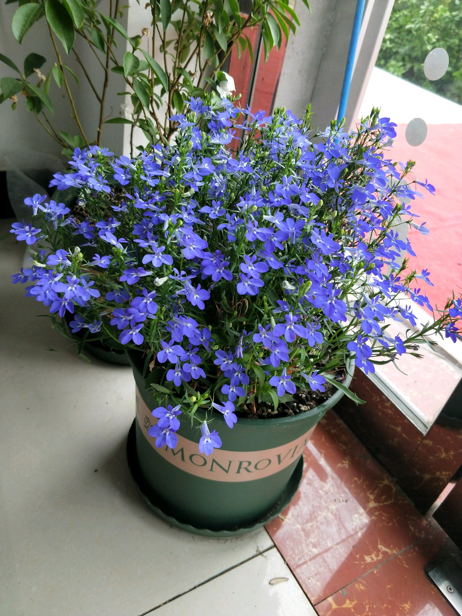 别养绿萝吊兰了此花更值得拥有丢土里就能活四季开花爆盆